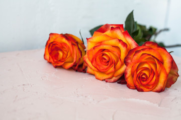 Orange roses on a beige background. Floral background image with copy space for text