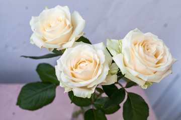 Three white roses on a light background. View from above