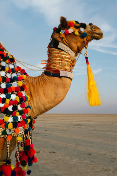 Traditional Camel Parade In India