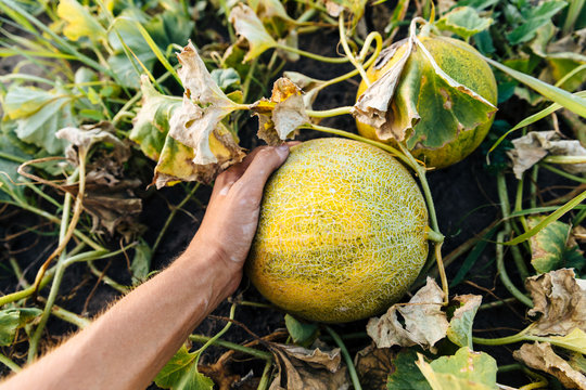 Harvesting ripe crops