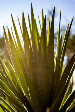 Palm tree detail