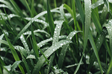Background dew drops on bright green grass after rain. Wet grass closeup with water drops after rain. Fresh plants background. Herbs with dew drops look like transparent pearls.