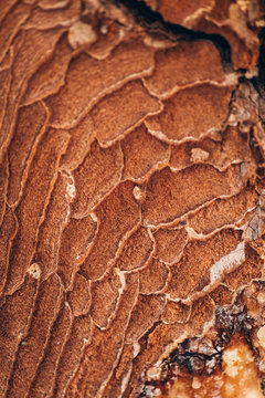 Details, Textures and scenes from the forest