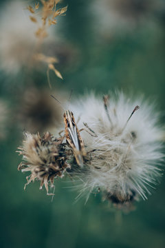 Details, Textures and scenes from the forest
