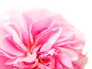 Close up of large pink 'Gertrude Jekyll' rose flower against a white background