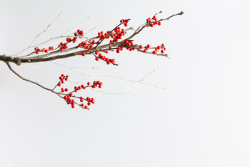Winterberry