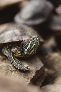 Turtles
