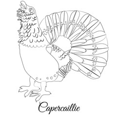 Fototapeta na wymiar Capercaillie bird coloring. Vector outline