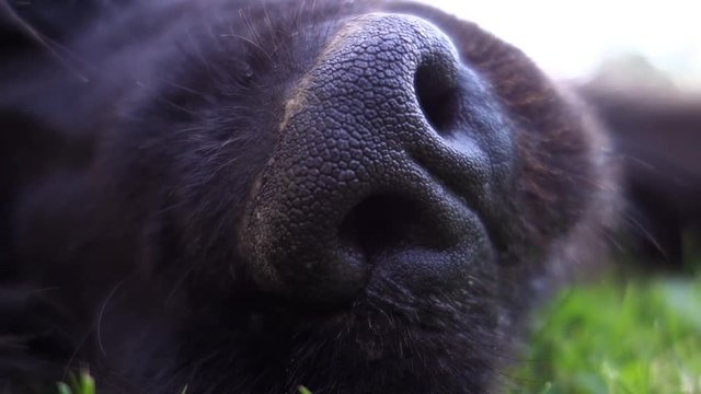 Black dog's nose / muzzle closeup. Dog's breathing in a slow motion.