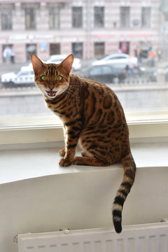 Famous ""moew""of bengal cat