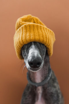 Dog with a wool hat