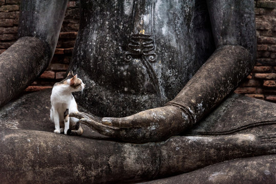 Cat sitting on the lap of a Buddha Statue in Sukhothai Historical Park, Thailand.