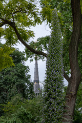 Unusual Echium Pininana flowering plant, endemic to the Canary Islands. Photographed in Middle Temple garden, London, UK.