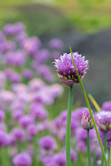 Chive flower, the flower of the chive plant