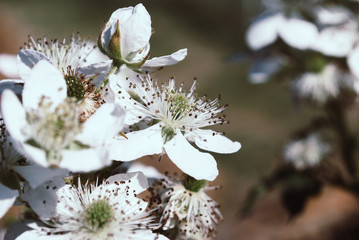 Blackberry Flowers in Bloom. Background
