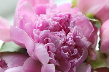 Pink Peonies.Big charming fresh flower pion on a dark gray stone table.Copy space.