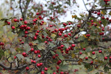 Obraz premium red berries of viburnum on a branch
