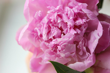 Pink Peonies.Big charming fresh flower pion on a dark gray stone table.Copy space.