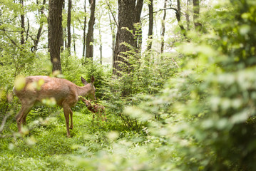 A mother deer or doe with her small fawn in the forest or woods with green trees bushes and foliage in the background and out of focus. 