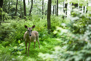 A female deer or doe in the forest with many trees and green foliage, leaves, and grass surrounding her. 