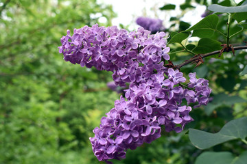 Beautiful blooming lilac in the garden.