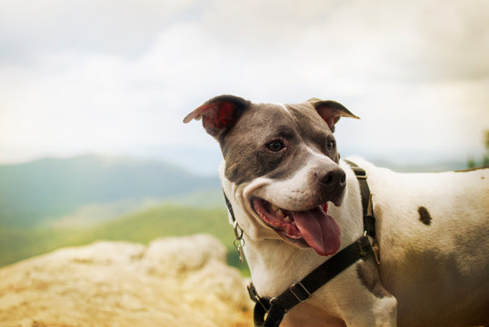 A picture of an American Bull terrier or pitbull dog with green and blue mountains in the background panting wearing a harness and leash on a sunny summer day.
