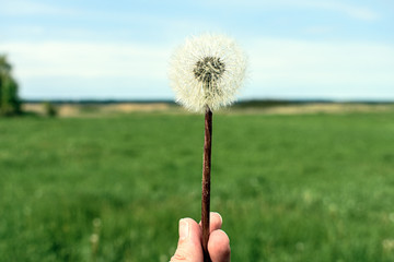 Fototapeta premium Spring dandelion in the field. Background..