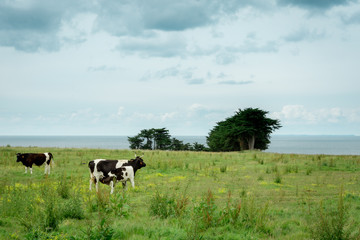 Naklejka na ściany i meble Cows in a field in front of the sea