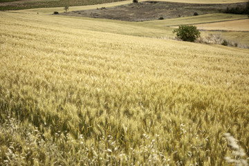 Fototapeta na wymiar Wheat fields