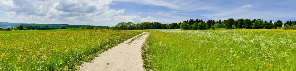 Fototapeta na wymiar Panorama Weg durch Sommerwiese Land 