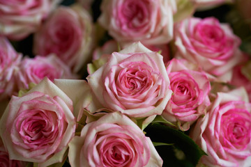 ピンクの薔薇の背景素材 ローズ rose