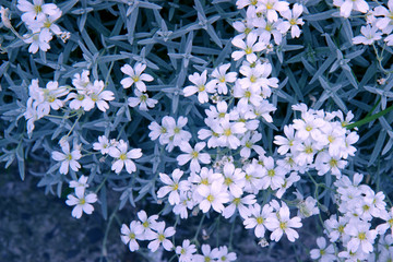 white flowers on green background