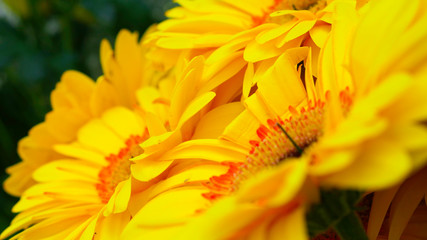 Background of yellow gerbera - close up.