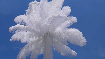 Fotobehang White ostrich feather in vase and blue sky - wedding decoration details. © Natasa