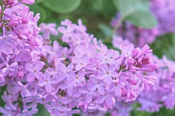 Floral background made of blooming lilacs. Macro view of purple blossom bush. Five petal flower lilac. Springtime and summer concept. Space for text.
