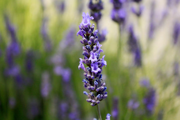 Blooming lavender in the field. Lavender flowers.