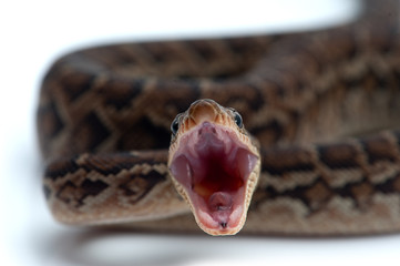 Cuban tree boa isolated on white background