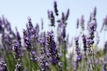 Blooming lavender in the field. Lavender flowers.