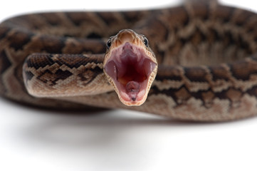 Fototapeta premium Cuban tree boa isolated on white background