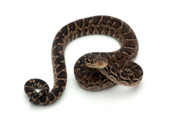 Cuban tree boa isolated on white background