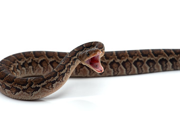 Fototapeta premium Cuban tree boa isolated on white background