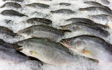 Sea bass fish on ice at Supermarket and department store, Ingredients for cooking, food concept. .