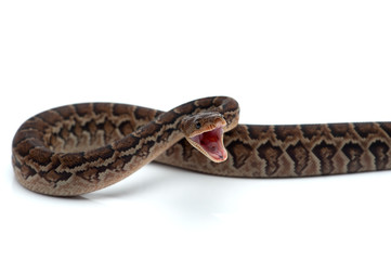 Obraz premium Cuban tree boa isolated on white background