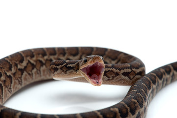 Obraz premium Cuban tree boa isolated on white background