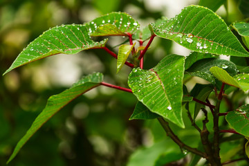 Folha Molhada IMG_0086