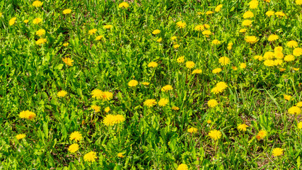 Dandelion blossom background