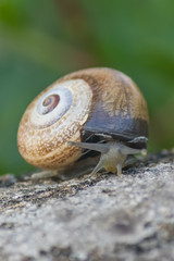 Snail on stone
