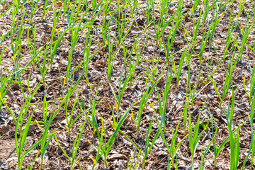 Garlic planting background
