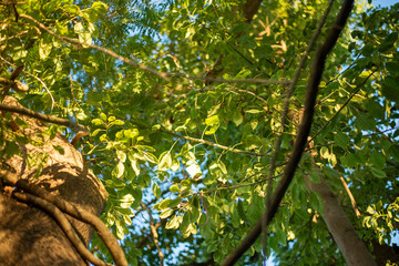 Obraz premium Forest