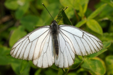 Black-veined white (Aporia crataegi), Baikal, Siberia, Russia